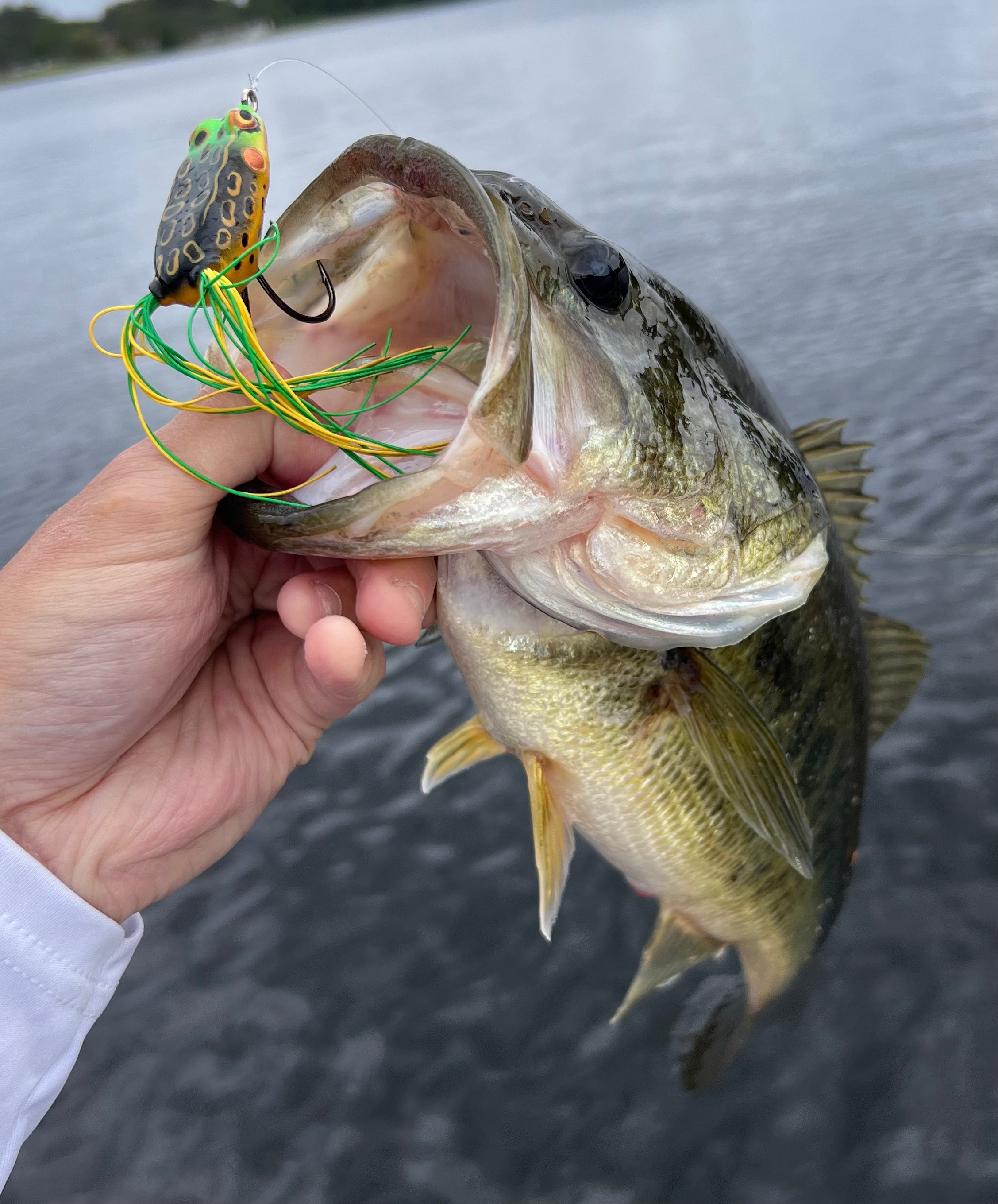 Freshwater Collection
