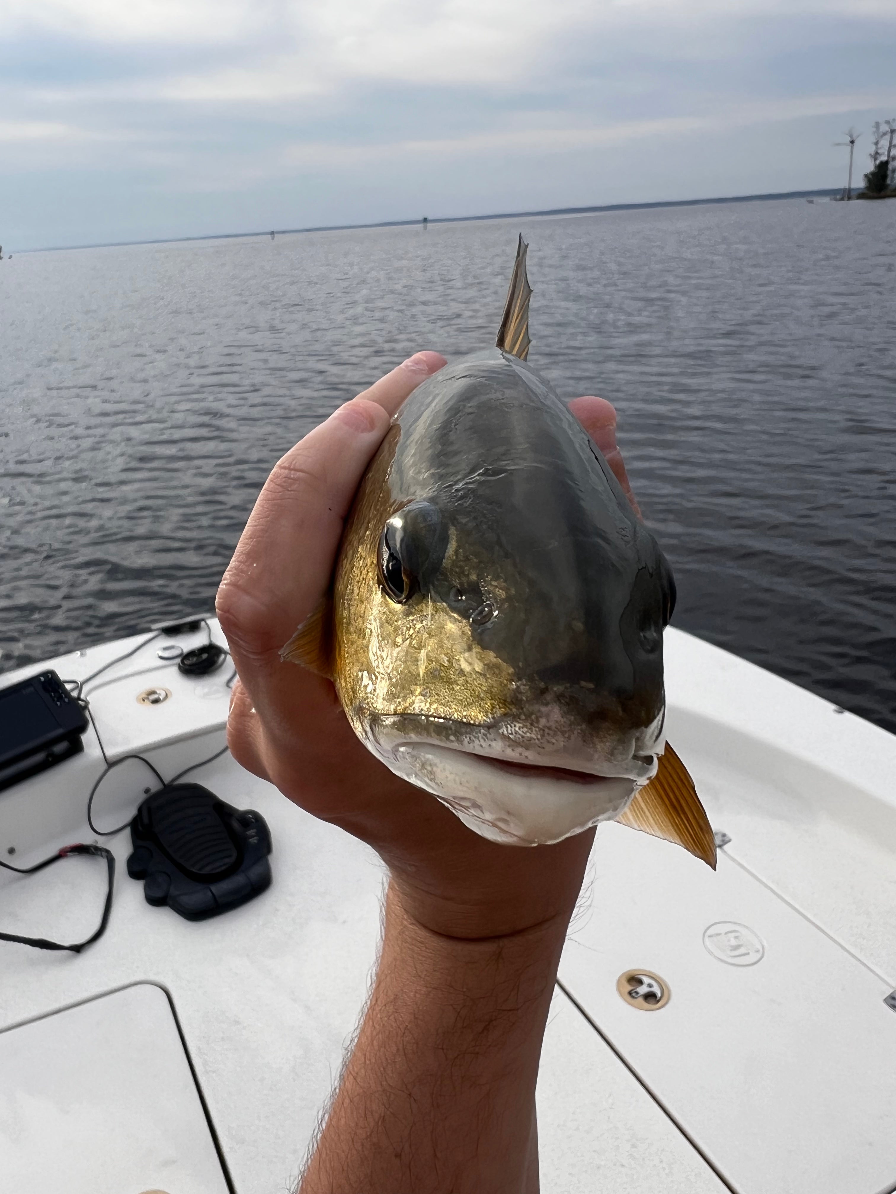 Eastern NC Inshore Fishing Charter